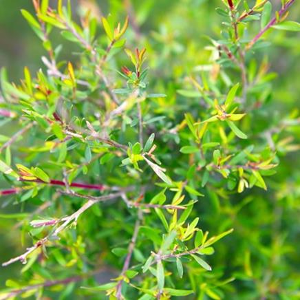 Natural active Tea Tree